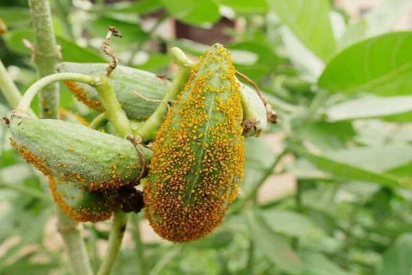 Aphids - Prima Agro Tech