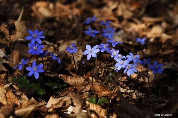 Jaterník podléška (Hepatica nobilis)