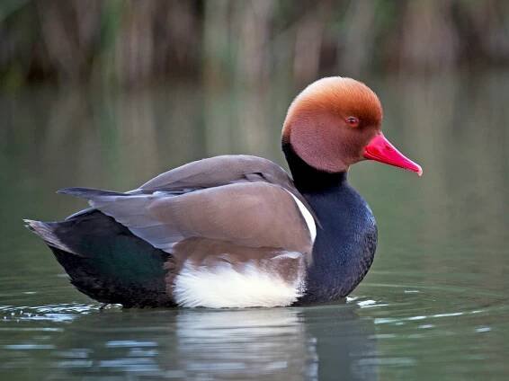  - Red-crested Pochard