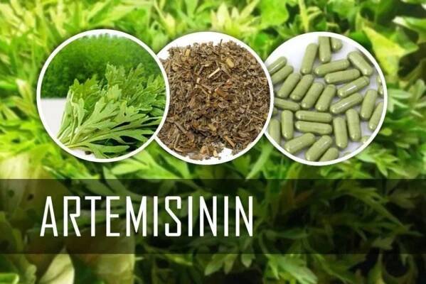 Artemisinin z Pelyňku ročního: Přírodní zázrak, který zachraňuje životy?! :: Zdravím k Úspěchu