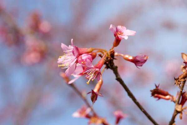 Prunus incisa 'Paean' | slivoň vyříznutá 'Paean' - Van den Berk školky