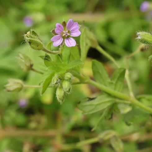 Geranium pusillum Kleiner Storchschnabel
