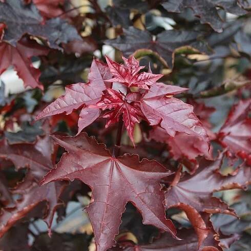 Aronie Arbo Javor mléč ´Crimson Sentry´ - Acer platanoides ´Crimson Sentry´- ok 10/12 cm