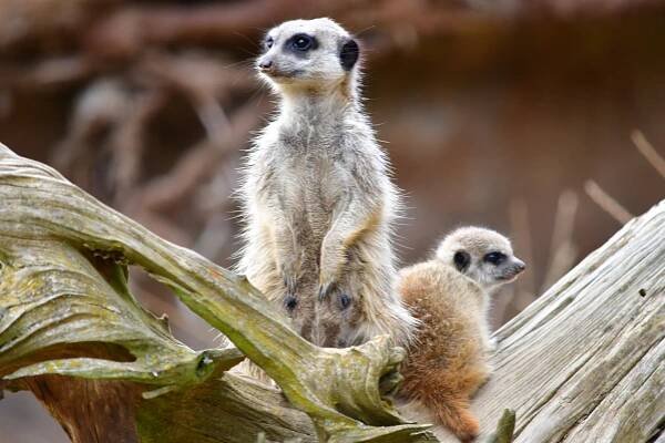 Něco navíc o surikatách - rodinný zážitek - Zoo Jihlava