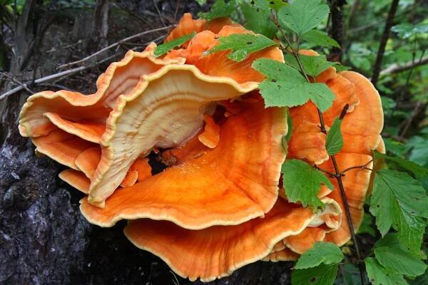 Alaska Naturalist Experience via Hike or UTV - Wild Journeys