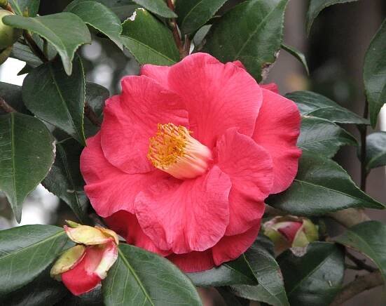 Camellia japonica 'The Czar'