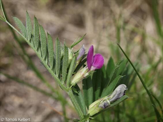 Vicia sativa agg. – okruh vikve seté