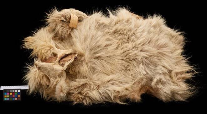 Salish Wool Dog