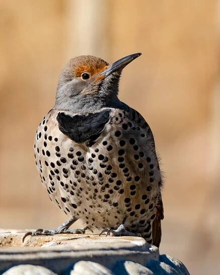 The Seasons Critters and Birds | The Seasons at Tiara Rado Homeowners' Association