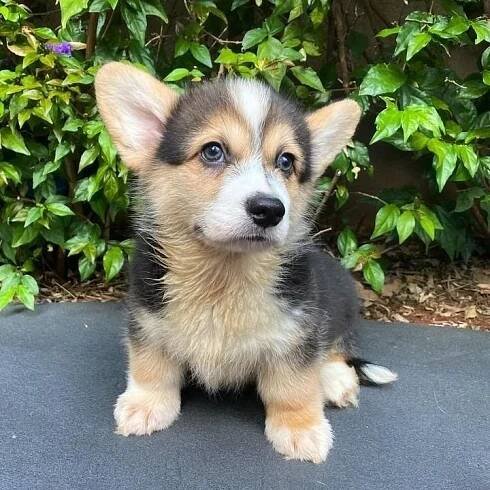 Prodám štěňata Pembroke Welsh Corgi