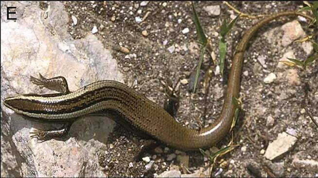 Spondylurus powelli