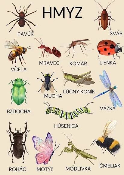 Discover the Fascinating World of Ants