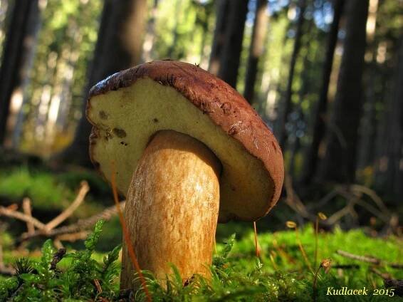 Hřib hnědý momentálně rostoucí houba - Kudluv fotoatlas hub