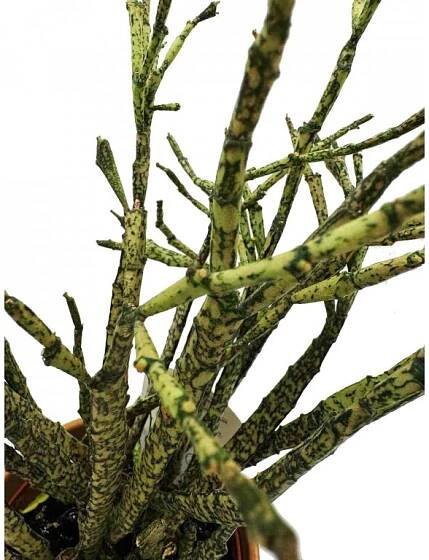 Euphorbia platyclada "Zombie kytička" řízek k zakořenění