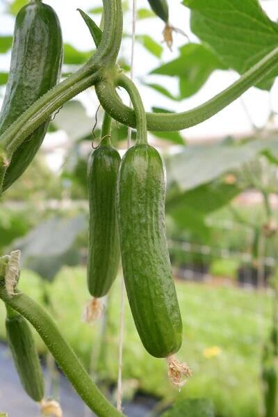 Persian cucumbers growing in garden