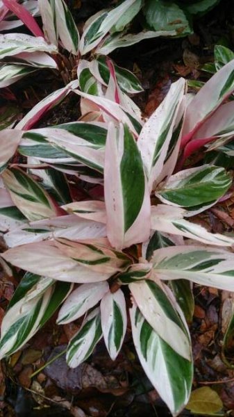 Soubor:Never never plant (Ctenanthe oppenheimiana Tricolor).jpg