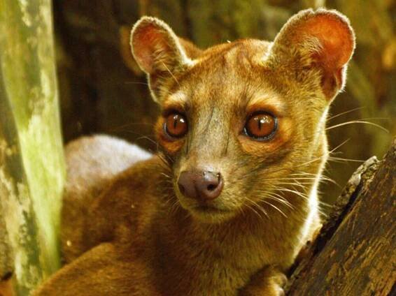 Fossa – Zootier Lexikon