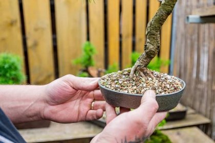 Jak vypěstovat nádherné bonsaje? Pozor na sucho, plísně a spěch!