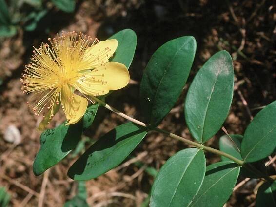Hypericum calycinum (třezalka kalíškatá) | BioLib.cz