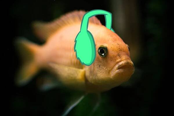 Everybody Be Quiet Please, These Weird Fish Are Trying to Bone