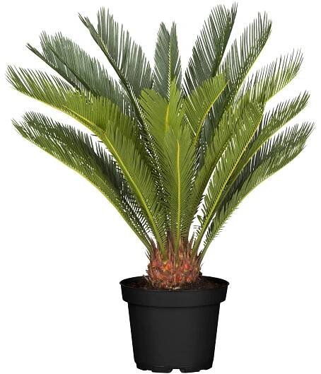Landgard Cykas japonský (Cycas revoluta) cca výška 60-80 cm, pr. 24 cm