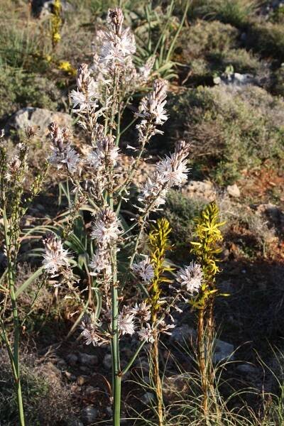 Asphodelus ramosus and Asphodeline lutea on roadside to Ag Ioannis