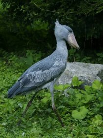 Shoebill Stork– Facts, Size, Sound, Habitat, Pictures