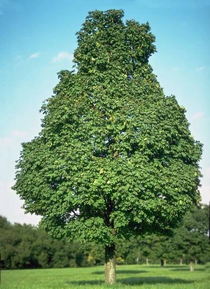 Acer platanoides 'Olmsted'