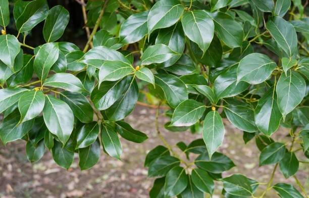 lesklé stálezelené listy stromu false camphor (cinnamomum glanduliferum) nebo nepálského kafrového stromu na jaře arboretum park jižní kultury v sirius (adler) soči. krásná příroda pro jakýkoli design - velký psu - stock snímky, obrázky a fotky