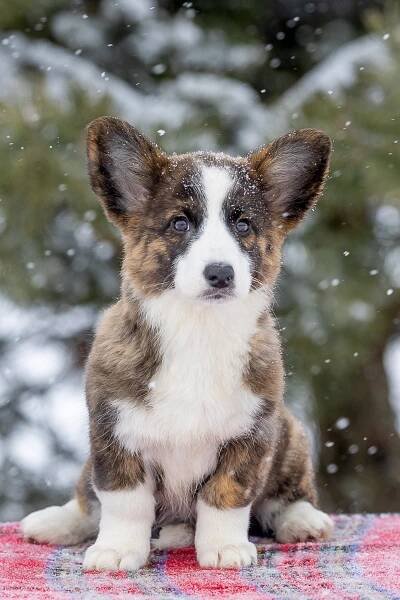Купить щенка вельш корги кардиган из питомника Ice Fantasy. Ice Fantasy kennel: professional breeding of Siberian huskies and wels