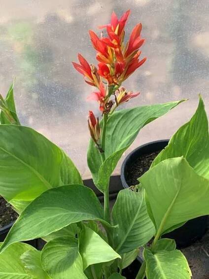 Dosna indická ‘Orange’ 4