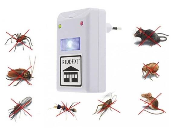 Pavouci v domě. Co s nimi?🕷🕷🕷 - Modrý koník