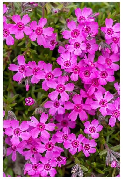 zwergenteppich phlox subulata 76373 1