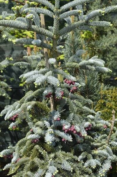 Jedle vznešená 'Glauca' - Abies procera 'Glauca'