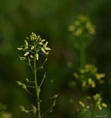 Lnička drobnoplodá (Camelina microcarpa)