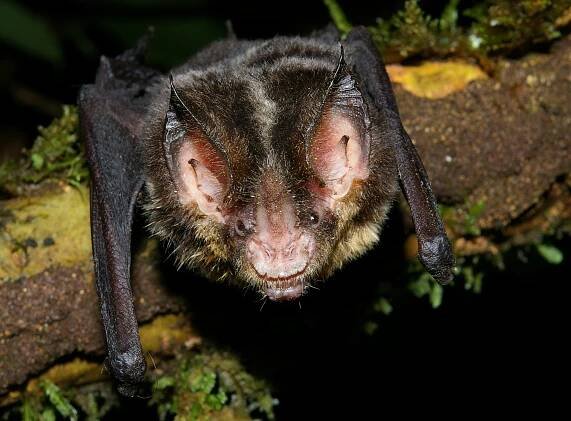 Striped hairy-nosed bat