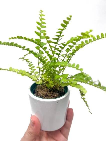Buy Houseplants Online As Personalized Gifts or Decor
