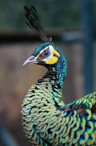 Wildlife – Yudhi Agus