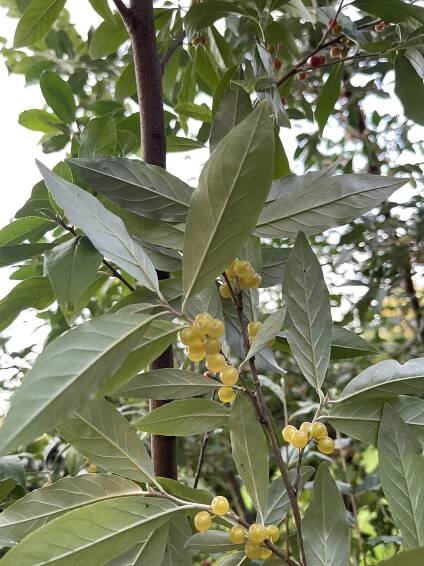 ELAEAGNUS UMBELLATA – hlošina okoličnatá – Tropik.cz