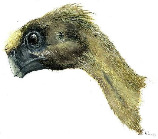 Známe už přes 1500 druhů dinosaurů | DinosaurusBlog
