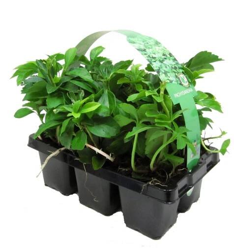 Pachysandra klasnatá, balení po 6 ks průměr květináče: přibl. 7 cm Pachysandra t nakoupit u OBI