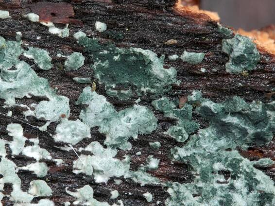 Trichoderma viride - zelenatka obecná
