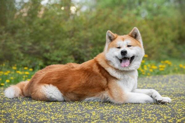Hachiko: The Story of Japan's Most Famous Akita Dog – Dogster