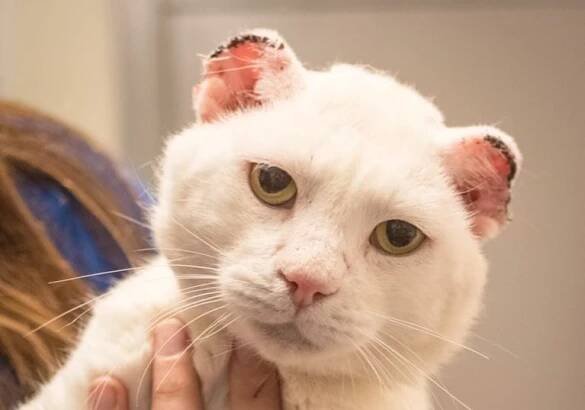 Solární dermatitida u koček a psů | Moderní veterina na Praze 4 - Veterinární klinika Vethope
