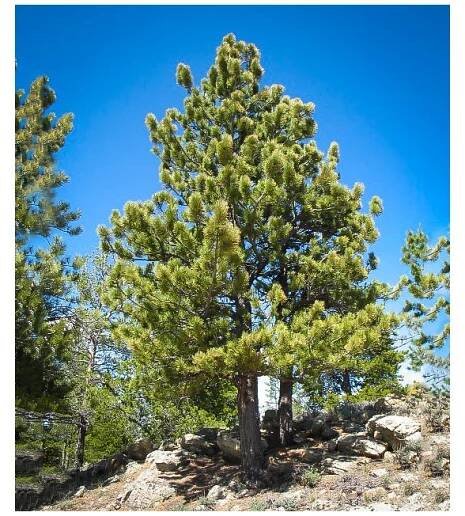 BOROVICE TĚŽKÁ - PINUS PONDEROSA - ARBOLANDIA