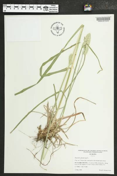 Dactylis glomerata - Species Page - APA: Alabama Plant Atlas 