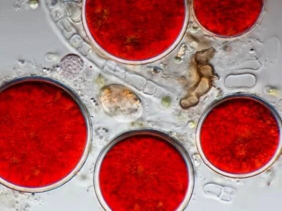 Haematococcus Pluvialis
