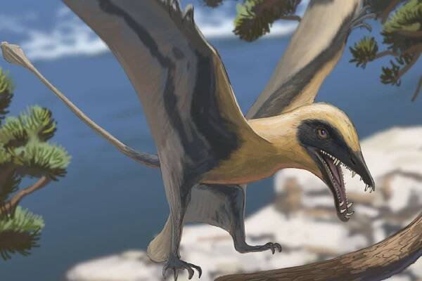 Dinosaurier: Besucher finden Zähne eines in Deutschland bislang unbekannten Flugsauriers
