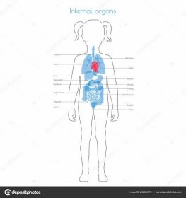 Stáhnout - Vektorová samostatná ilustrace dětských vnitřních orgánů v těle dívky. Žaludek, játra, střeva, močový měchýř, plíce, varlata, dělohy, hřbet, slinivky, ledviny, srdce, měchýř. Lékařský plakát pro dárce — Ilustrace
