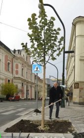 Národní třída se může pochlubit novými stromy | Praha 1